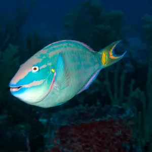 Stoplight Parrotfish on Caribbean reef