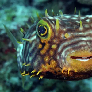 Striped Burrfish on caribbean reef