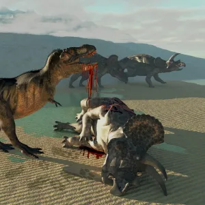 Tyrannosaurus Rex eats the flesh of a dead Triceratops