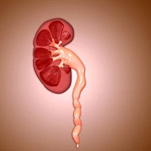 Ureterovesical junction (UVJ) in the kidney