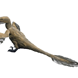 Velociraptor mongoliensis, Late Cretaceous of Mongolia
