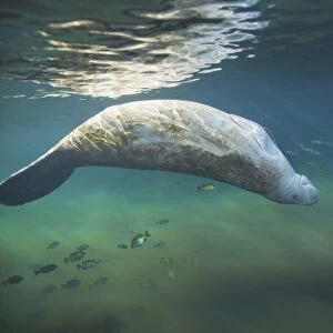 A West Indian manatee rolls over upside down