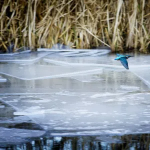 Image of a kingfisher in flight above a frozen canal in winter