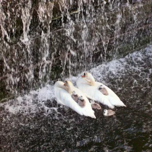 Image of swans and cygnets getting showered by water in front of a lock gate