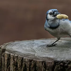 Blue jay bird