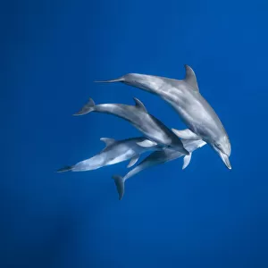 Bottlenose dolphin family