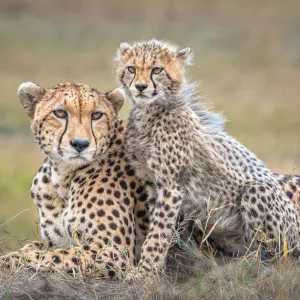 Cheetah and cub