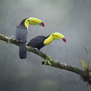 Toucans Collection: Yellow Throated Toucan