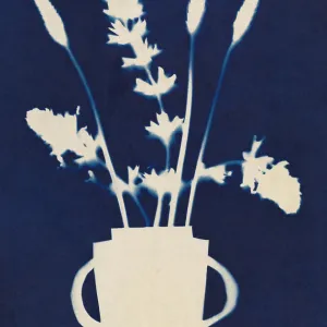 Cyanotype Still Life Studies #6