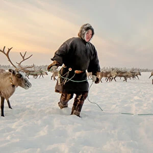 Nenet and reindeer