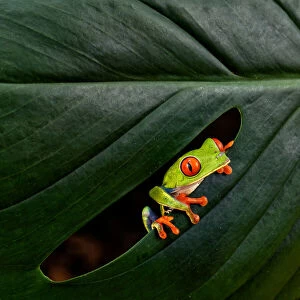A Red-eyed Tree Frog