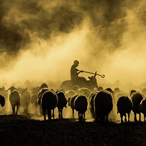 Farm Photographic Print Collection: Sheep