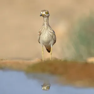 Stone-Curlew