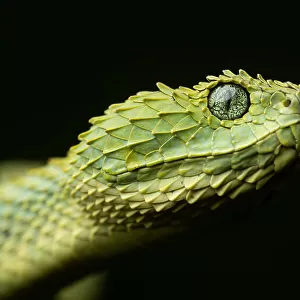 Bush Viper Related Images