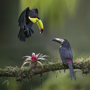 Toucans Collection: Green Billed Toucan