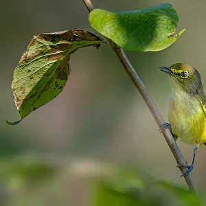 Vireos And Relatives Jigsaw Puzzle Collection: White Eyed Vireo