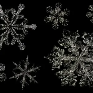 Snowflake Variations Print Snowflake Variations Print
