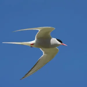 Arctic Tern
