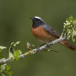 Male Redstart perched on flowering Hawthorn Print