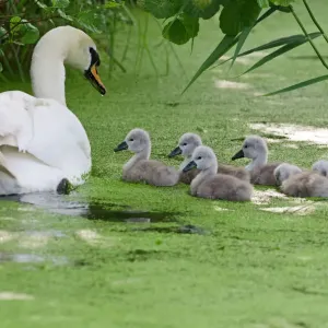 Mute swan Print: Adult with cygnets on water, Woodwalton Fen