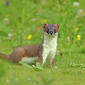 Stoat Print (Mustela erminea), UK, July 2020