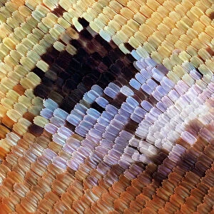Abstract close-up of butterfly wing scales