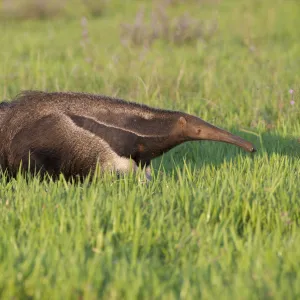 Adult Giant Anteater (Myrmecophaga tridactyla) walking across savannah. Los Llanos