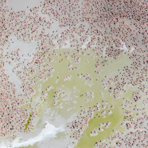 Aerial view of Caribbean flamingo (Phoenicopterus ruber) breeding colony