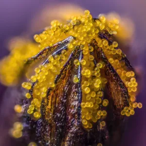 African daisy (Osteospermum jucundum) at approx 10x magnification