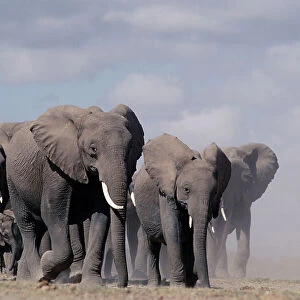 Wild Collection: Elephants