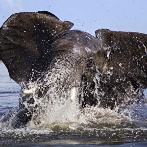African elephant (Loxodonta africana) playing in Chobe River, Chobe National Park