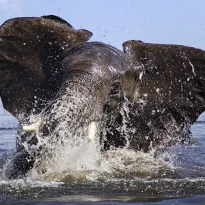 African elephant (Loxodonta africana) playing in Chobe River, Chobe National Park