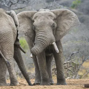 African elephant (Loxodonta africana) two bulls, Chyulu Hills, Kenya