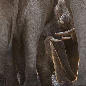 African elephants (Loxodonta africana) bulls crowd into an emptying waterhole to drink