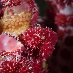 Allied cowrie (Diminovula punctata) on a soft coral (Dendronepthya sp ) with its egg mass close by