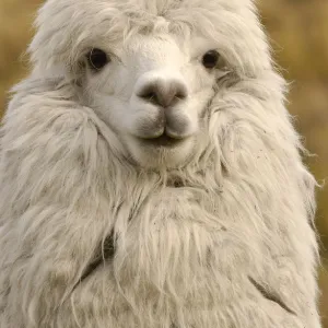 Alpaca head portrait {Lama pacos} Andes, Ecuador