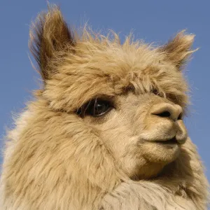 Alpaca {Lama pacos} head portrait, Andes. Ecuador