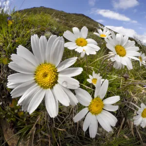 Alpine moon daisy (Leucanthemopsis alpina) on mountainside, fisheye lens. Nordtirol