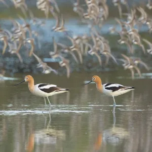 American avocets (Recurvirostra americana) pair in breeding plumage standing in water