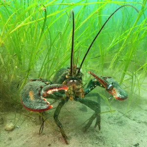 American lobster (Homarus americana) in eelgrass (Zostera marina). Nova Scotia, Canada