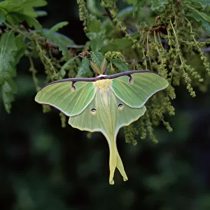 American moon moth (Actias luna) male, North America