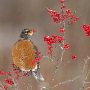 American Robin (Turdus migratorius), feeding on winterberry (Ilex) fruits in winter