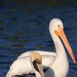 American white & Brown pelican P. occidentalis}, Florida, USA