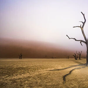 Ancient dead Camelthorn tree (Vachellia erioloba) trees with red dunes and mist, Namib desert