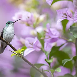 Hummingbirds Collection: Andean Emerald