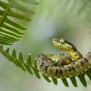 Andean forest pit viper (Bothriopsis pulchra) curled up on fern, Sumaco, Napo, Ecuador
