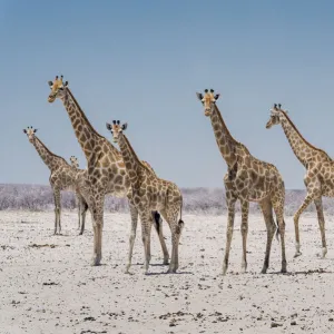 Angolan giraffes (Giraffa giraffa angolensis) approaching a scarce waterhole