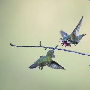 Annas hummingbird (Calypte anna) male dancing in flight