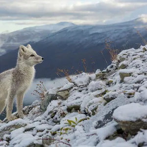 Arctic Fox (Alopex / Vulpes lagopus) standing on ridge, during moult from grey summer fur to winter white. Dovrefjell National Park, Norway, September