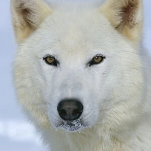 Arctic Grey wolf {Canis lupus} captive, USA
